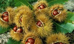 孕婦能吃板栗嗎？孕婦能不能吃板栗