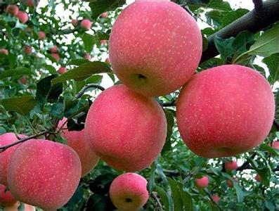 紅富士蘋(píng)果產(chǎn)地