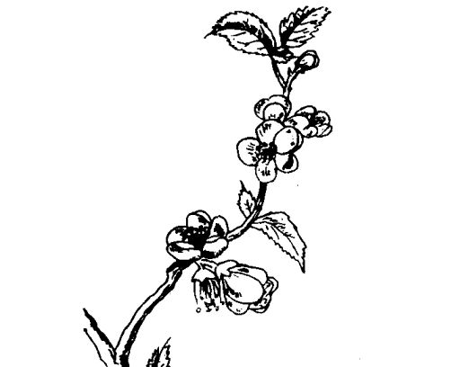 貼梗海棠的藥用價(jià)值及相關(guān)藥方 海棠的功效與作用