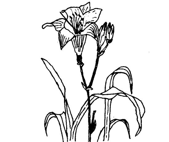 萱草的藥用價值及相關藥方 蔬菜種植管理方法