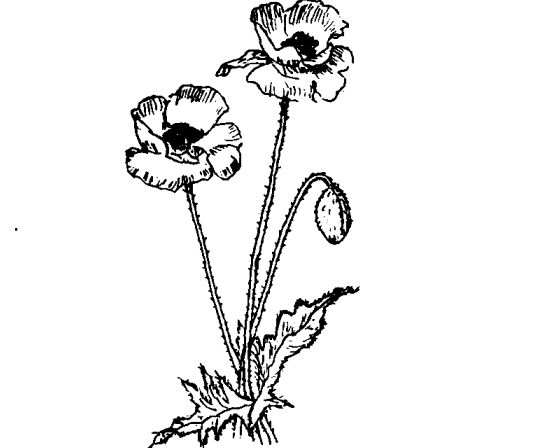 虞美人有什么藥用價值 虞美人的功效與作用