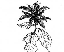 一品紅有毒嗎-一品紅的藥用價(jià)值及相關(guān)藥方