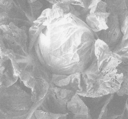 包心菜 蔬菜種植方法