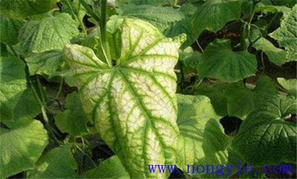 黃瓜歪頭是啥病、怎么治