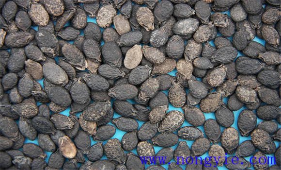 絲瓜種子多少錢一斤