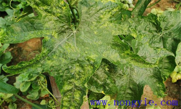 絲瓜的病蟲防治技術(shù)要點