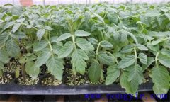 番茄育苗期是多少天，講述番茄育苗技術(shù)全過(guò)程