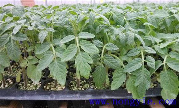 番茄育苗期多少天