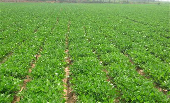 選擇對路良種，精細播種覆膜