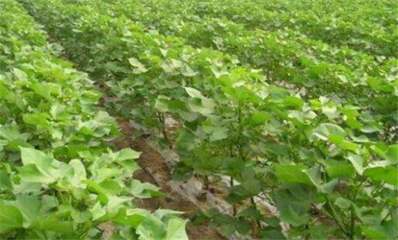 塑造理想株型，控制棉花旺長