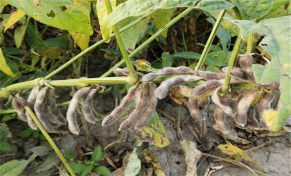 大豆?；ūＧv的措施有哪些