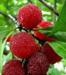 孕婦能吃楊梅嗎？孕婦能不能吃楊梅