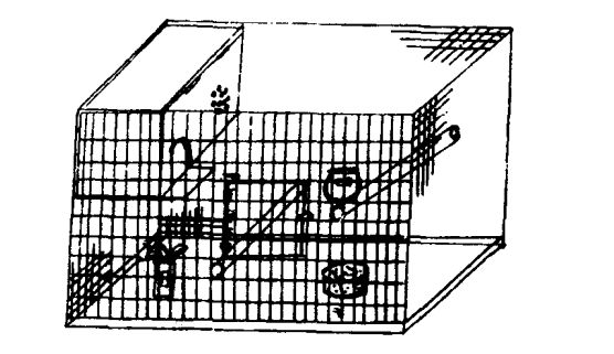 怎樣制作鸚鵡籠 鸚鵡飼養(yǎng)方法