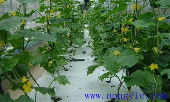 黃瓜無土栽培營(yíng)養(yǎng)液的管理須知