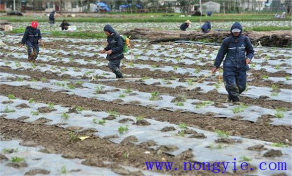 選地、整地、作畦