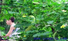 苦瓜的田間管理用打叉嗎？苦瓜的田間管理技術(shù)