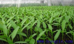 辣椒育苗方法和時間、步驟 辣椒育苗技術(shù)要點(diǎn)