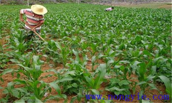 玉米中后期施肥技術(shù)
