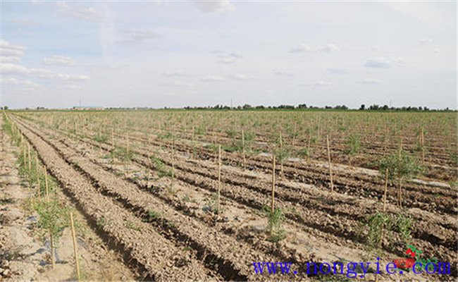 菜用枸杞的播種期及播種方法