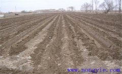 葉用枸杞的栽培方法，葉用枸杞怎么種植？