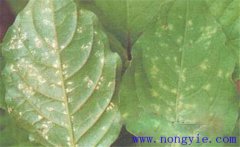 牛膝主要有哪些病蟲害，分別如何防治？