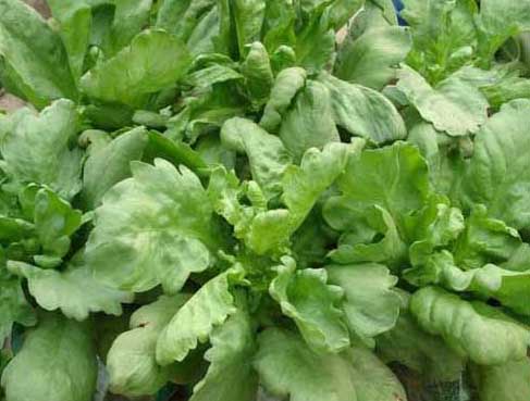 茼蒿的種植時間及種植方法 茼蒿栽培技術(shù)