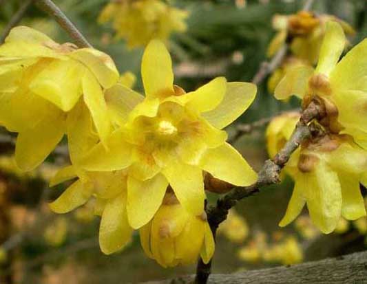 臘梅的花語(yǔ)是什么? 臘梅的養(yǎng)殖方法