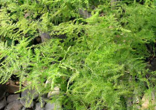 你知道文竹的花語是什么嗎? 文竹種植方法