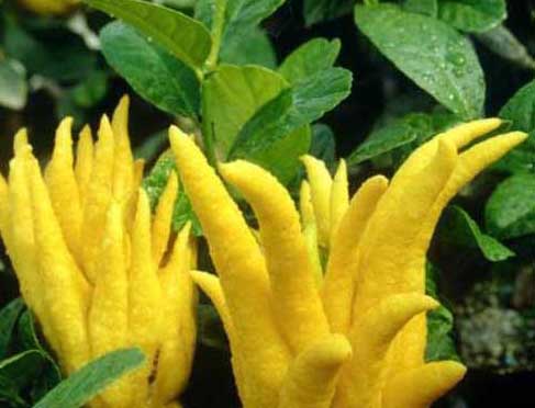 果樹(shù)種植技術(shù)