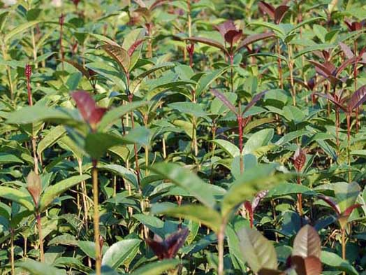 桂花樹苗的培育技術(shù) 桂花的養(yǎng)殖方法