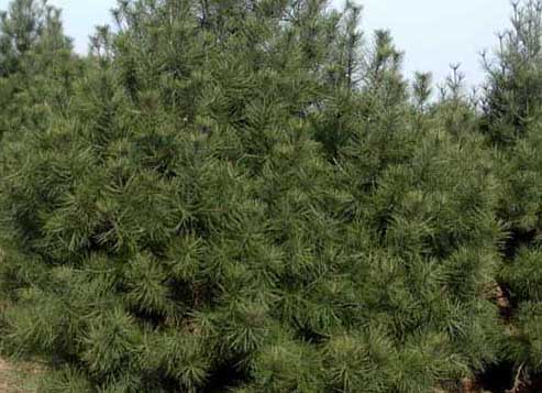 白皮松的種植技術(shù) 白皮松栽培技術(shù)