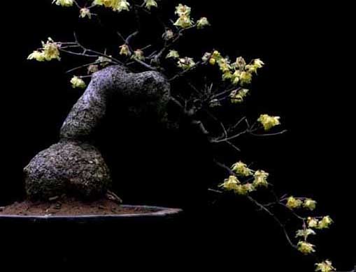 臘梅盆景的制作方法 臘梅種植方法