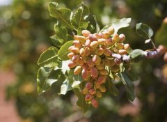 開心果產(chǎn)地是那些地方？