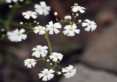 滿天星怎么養(yǎng)？