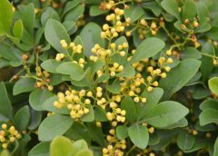 米蘭花掉葉子怎么辦？