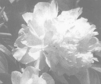 白芍的功效與應(yīng)用實例 白芍的功效與作用