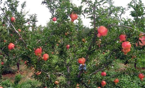 石榴施肥管理技術