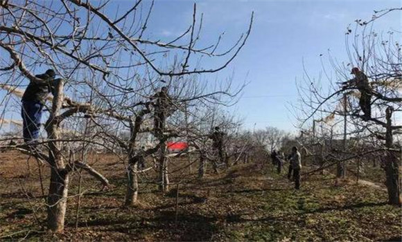 修剪果樹時如何防止果樹結果部位外移