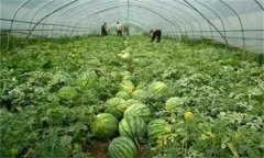 西瓜的種植時間 西瓜施肥管理技術(shù)
