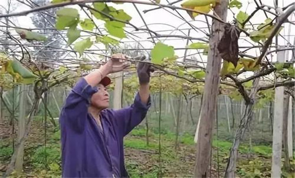 葡萄的扇形整枝技術要點