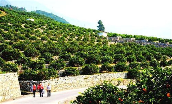 )合理規(guī)劃、科學建園