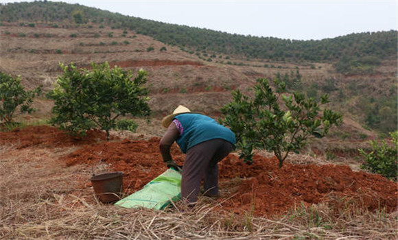 套種綠肥、改良土壤