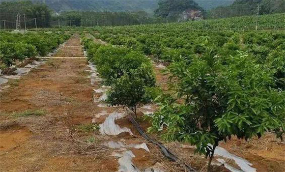 柑橘的土、肥、水管理