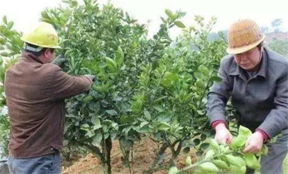 抹除夏梢，促進秋梢