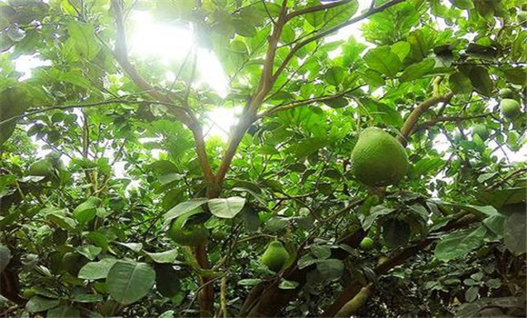 花期、幼果期適量肥水和溫度