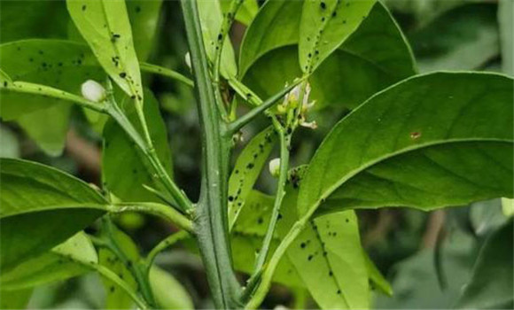 柑橘?；ū９夹g(shù)與措施