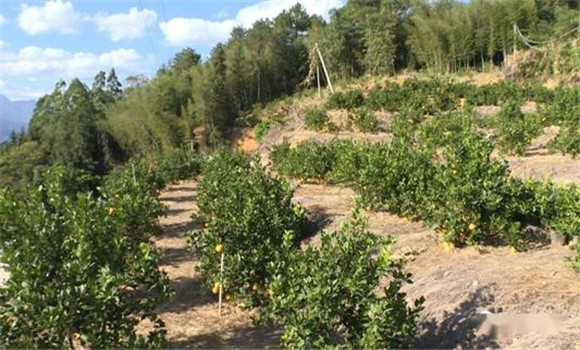 覆蓋抗旱，護(hù)樹保葉