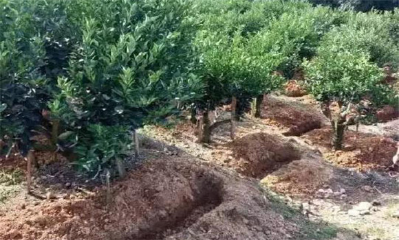 柑園追肥，需開溝條施