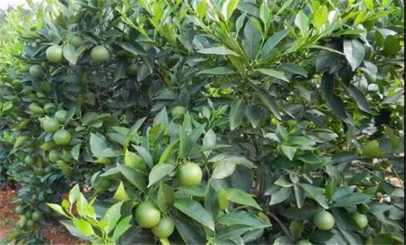 柑桔喜溫暖，忌霜凍