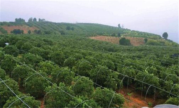 高標(biāo)準(zhǔn)建園，推行深根栽培